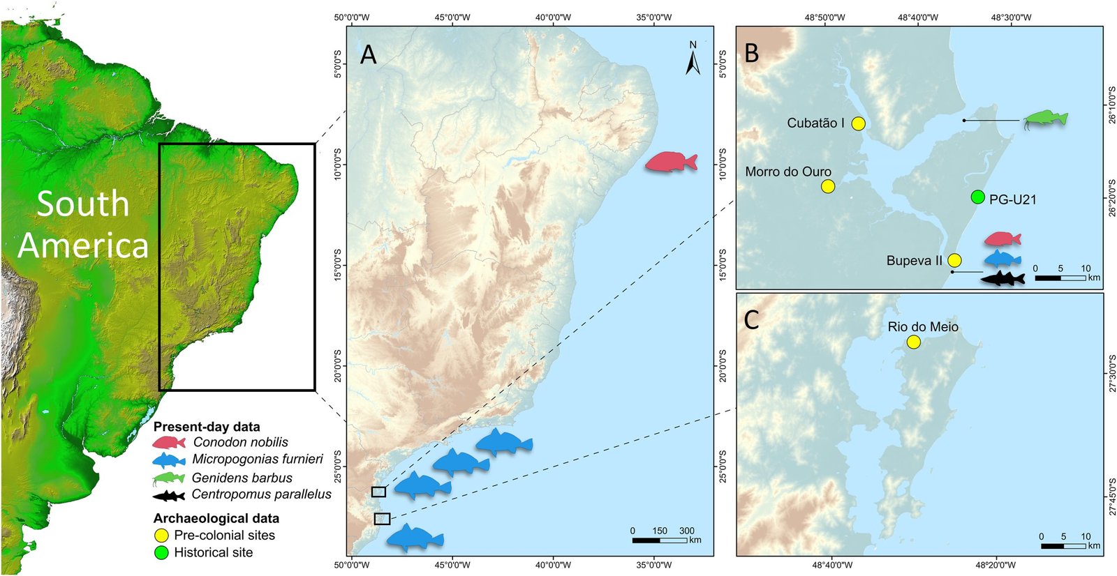 The historical ecology of subsistence and early commercial fisheries in mangrove systems in Brazil