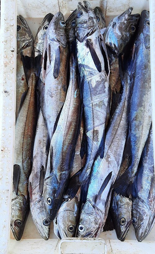 Unravelling the role of Atlantic fish in medieval and early modern Western Mediterranean foodways